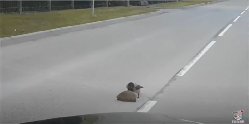 賢くてイイ奴すぎるカラス！ハリネズミの道路横断を誘導する天才カラスの映像がまるで映画のワンシーン