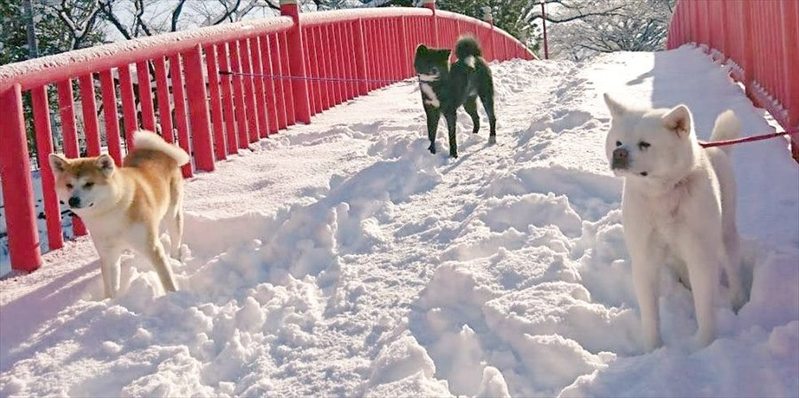 「この橋を渡りたくば、我々を倒してゆけ！」橋の上に立ちはだかる秋田犬たち、まるで行く手を阻むボスたちのようだった！！