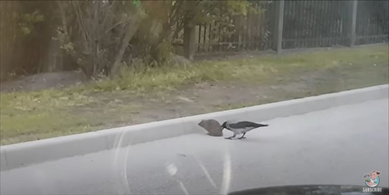 賢くてイイ奴すぎるカラス！ハリネズミの道路横断を誘導する天才カラスの映像がまるで映画のワンシーン