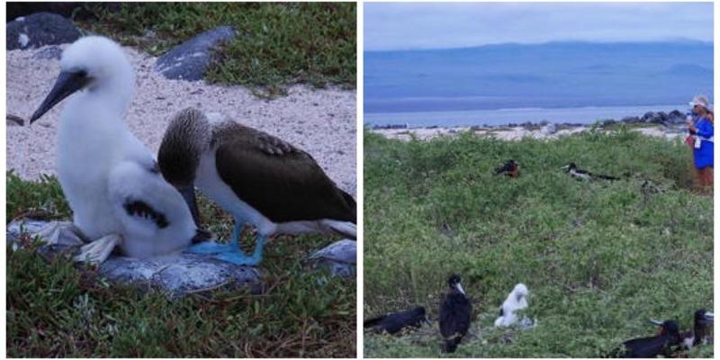 大自然の宝庫！南米のガラパゴス諸島に行ってきました！たくさんの動物が見られますよ♪