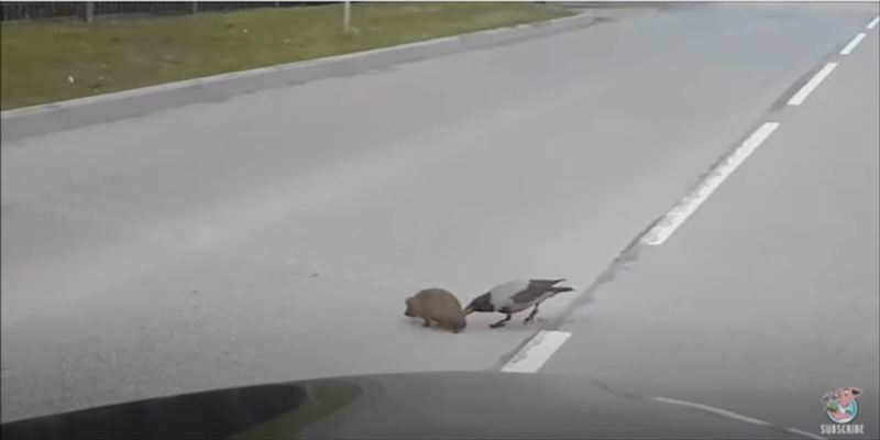 賢くてイイ奴すぎるカラス！ハリネズミの道路横断を誘導する天才カラスの映像がまるで映画のワンシーン