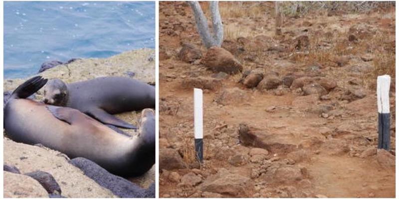 大自然の宝庫！南米のガラパゴス諸島に行ってきました！たくさんの動物が見られますよ♪