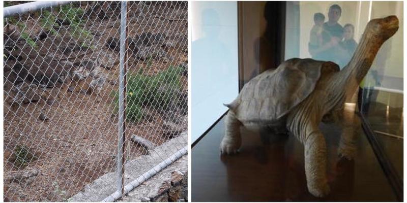 大自然の宝庫！南米のガラパゴス諸島に行ってきました！たくさんの動物が見られますよ♪