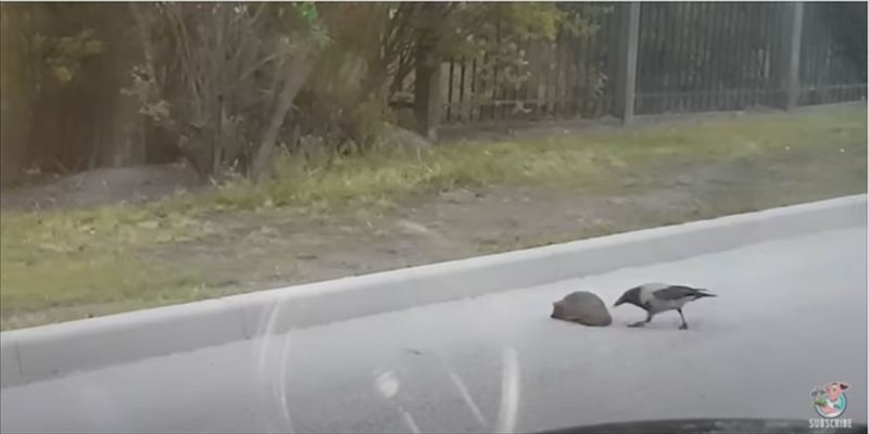 賢くてイイ奴すぎるカラス！ハリネズミの道路横断を誘導する天才カラスの映像がまるで映画のワンシーン