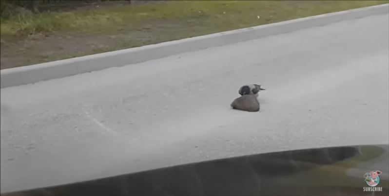 賢くてイイ奴すぎるカラス！ハリネズミの道路横断を誘導する天才カラスの映像がまるで映画のワンシーン