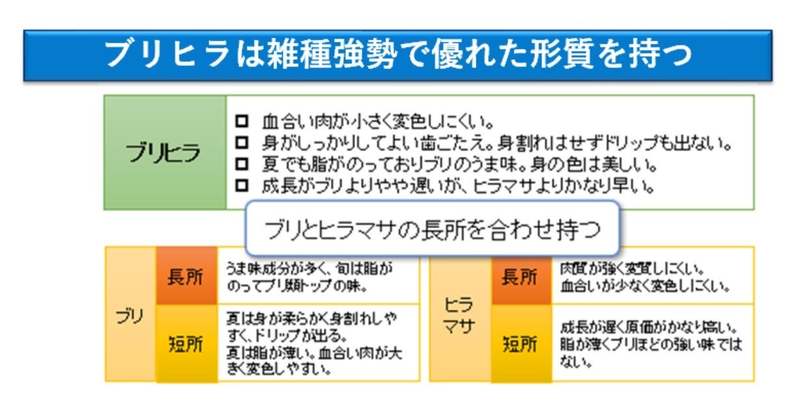 環境に優しく、とびきり美味しい！近大生まれ「ブリヒラ®」と「アセロラ真鯛®」をアトムの回転寿司で期間限定販売！