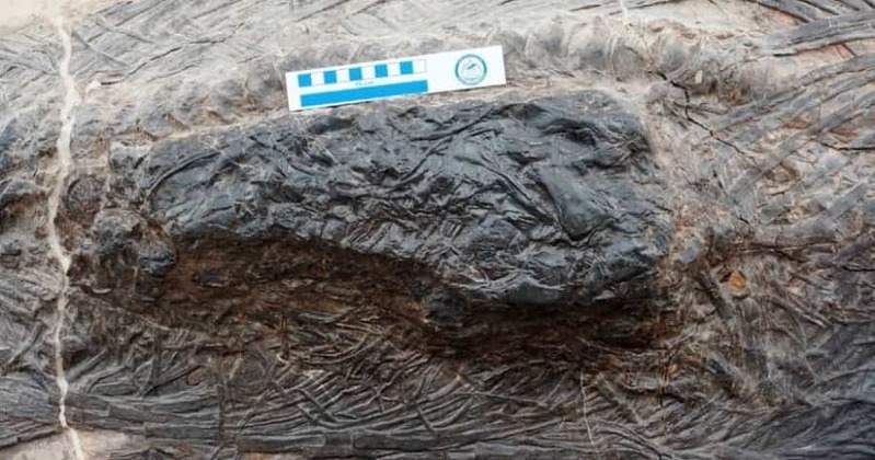 全長5メートルの古代魚竜のお腹に「丸呑みされた4メートルのトカゲ」を発見!