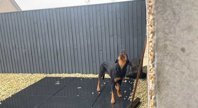 なぜか空に向かって首を伸ばしている愛犬。どうやら、雨を捕まえようとしているみたいです