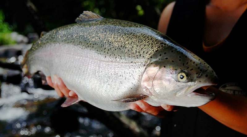福島県産の魚介グルメが堪能できる「発見!ふくしまお魚まつり」(代々木公園)に、『寿司居酒屋まるがまる』がキッチンカーで出店決定!