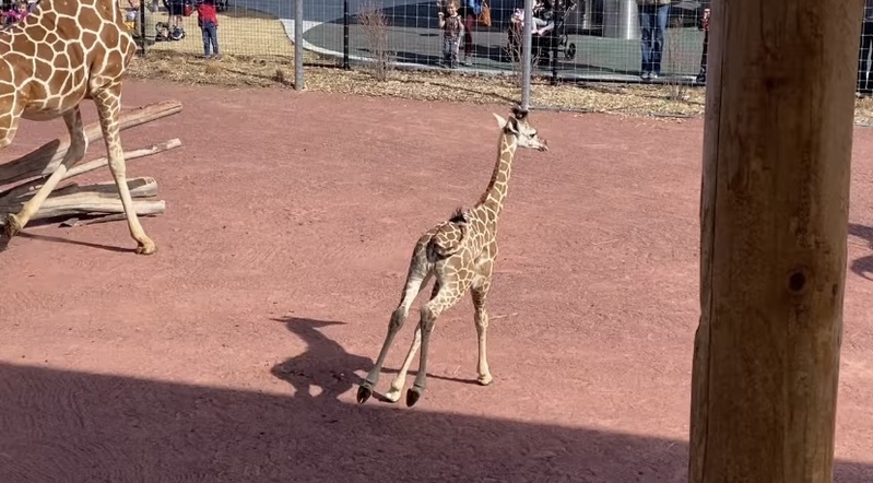 元気に走り回るキリンの赤ちゃん。ところが直後に、この赤ちゃんが一気にしょげてしまう悲しい出来事が起きてしまうのでした