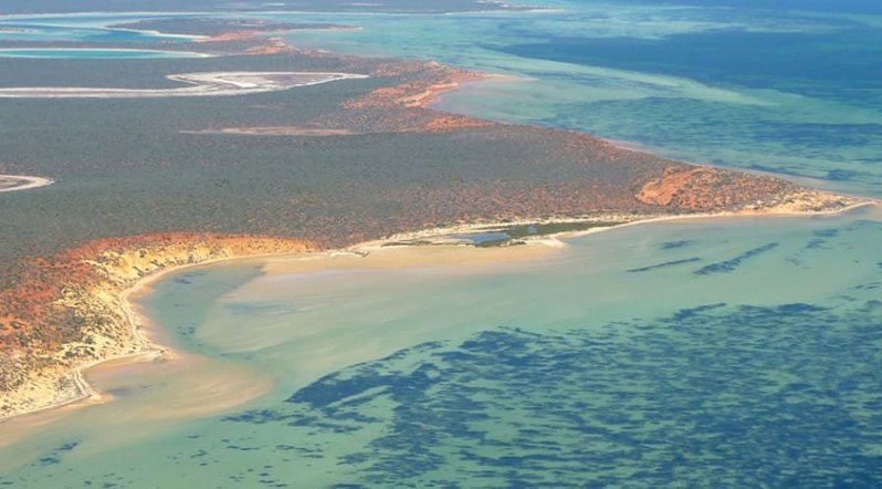 山手線の3倍！？　「世界最大の植物」をオーストラリア沿岸で発見！