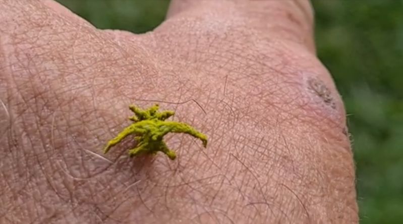 一体これは何なんだ！？植物のように見えるオーストラリアで撮影された謎の生物の映像!