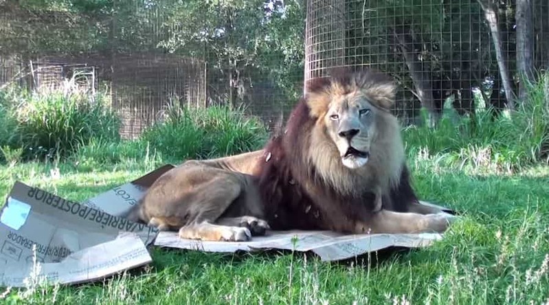 ネコ科の動物に段ボールを与えてみたら...トラやライオンもやっぱりそうなるのね