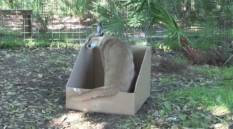 ネコ科の動物に段ボールを与えてみたら...トラやライオンもやっぱりそうなるのね