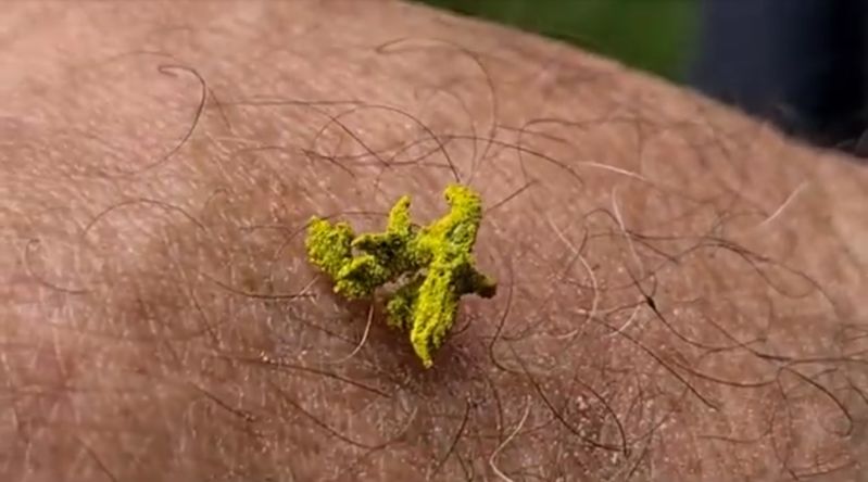 一体これは何なんだ！？植物のように見えるオーストラリアで撮影された謎の生物の映像!