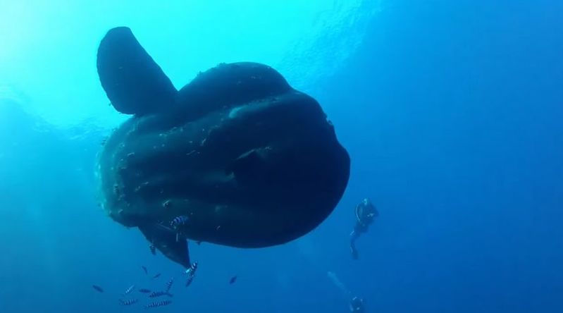 こんな大きいの！？体長5m級の超巨大マンボウ出現！遭遇したダイバーも大興奮の映像