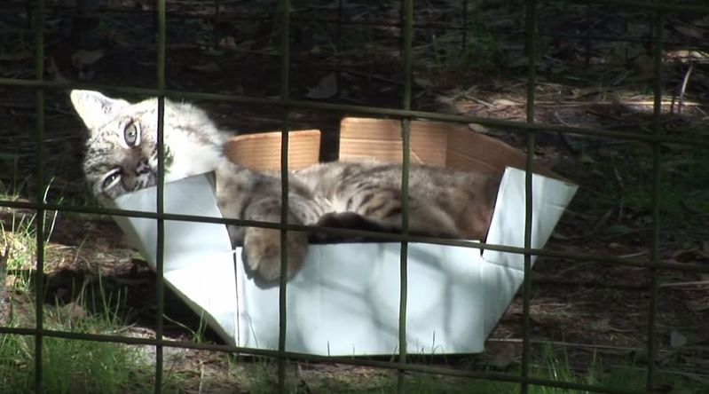 ネコ科の動物に段ボールを与えてみたら...トラやライオンもやっぱりそうなるのね