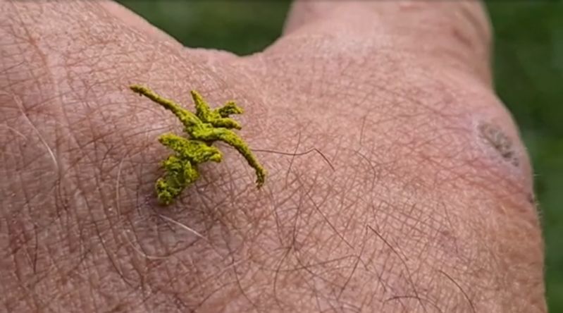 一体これは何なんだ！？植物のように見えるオーストラリアで撮影された謎の生物の映像!