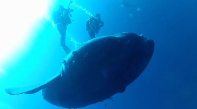 こんな大きいの！？体長5m級の超巨大マンボウ出現！遭遇したダイバーも大興奮の映像