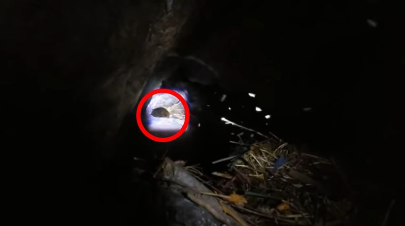 ヘタすりゃ死ぬ！！ハイキング中に見つけた洞窟に入って発見したものとは！？皆さんは真似しないでください