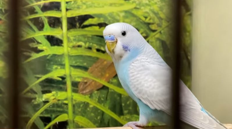 【9,200万回再生動画】ペットショップで放置されたインコの卵を発見した男性。男性と小さな卵の物語に感動！