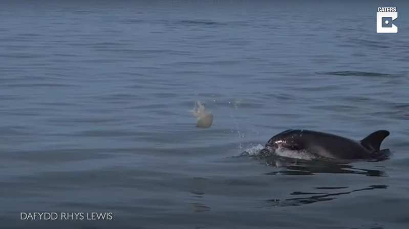 イルカがボールで遊んでる？いや待って！それはボールじゃなくて『生き物』だよ！？【海外・動画】