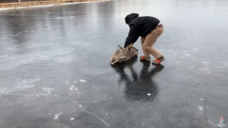 氷の上で立ち往生した鹿を救出せよ！勇敢な男性による鹿の救出が凄い！