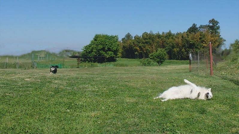 ドッグランを思い思いに満喫する愛犬たち。個性があらわれるその光景が話題に！