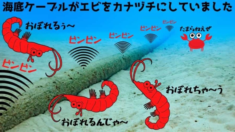 海底ケーブルの電磁波でエビの赤ちゃんが「カナヅチ」になると判明！