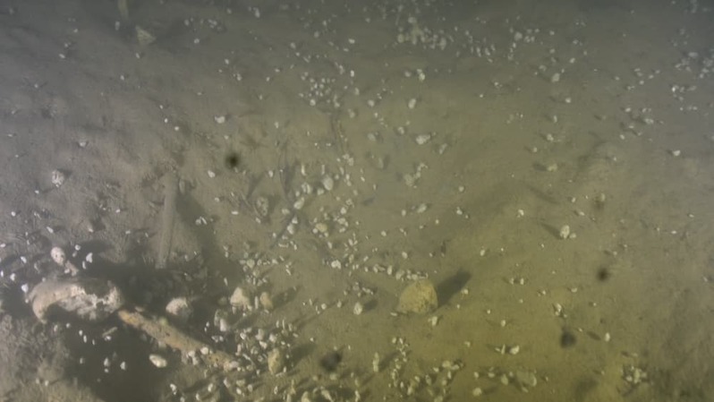 軽石の海を潜るとそこには暗闇と謎の生物が 〜沖縄本島北部の軽石状況レポート〜