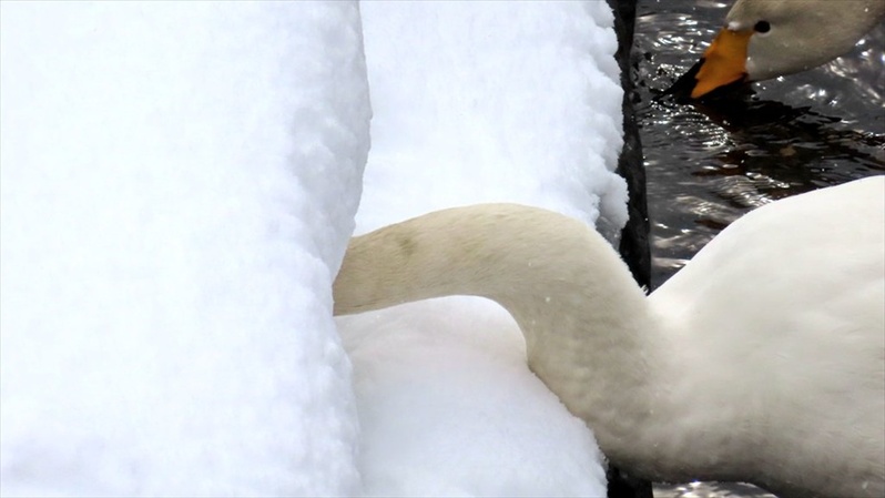 白鳥の雪遊び？雪にズボっと顔を突っ込んでいる姿が目撃される！！「鳥もやりたくなるとは」「かわいいですね～癒し～！」