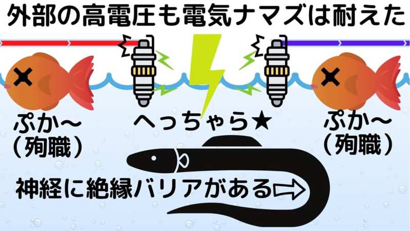 デンキナマズは外部からの高電圧に強い耐性を持つと判明