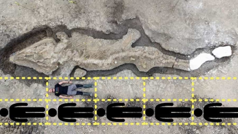 池の水ぜんぶ抜いたら「完全な状態の巨大な魚竜の化石」が出てきた（英国）