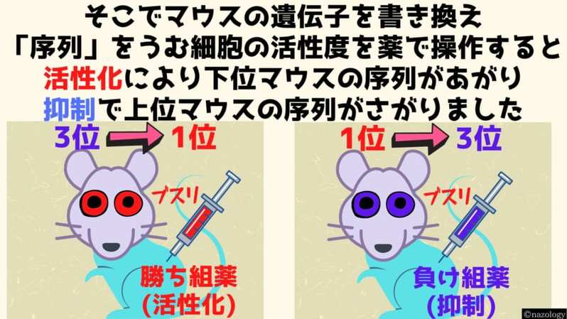 脳を操作する薬でマウスの社会的な「序列」を変更することに成功！