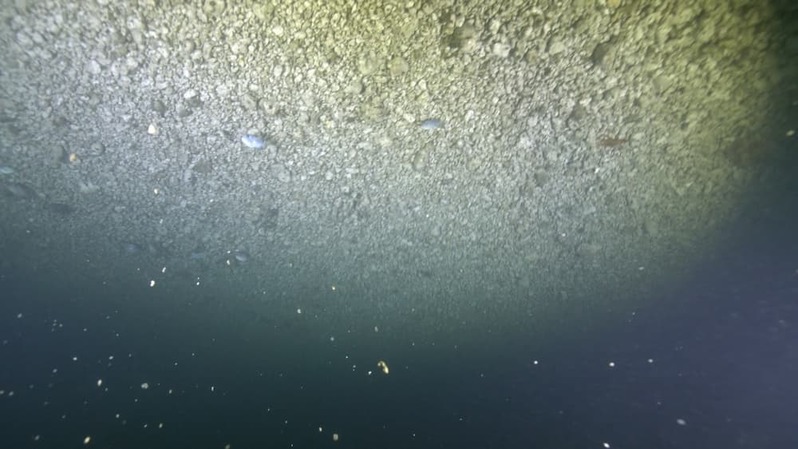 軽石の海を潜るとそこには暗闇と謎の生物が 〜沖縄本島北部の軽石状況レポート〜