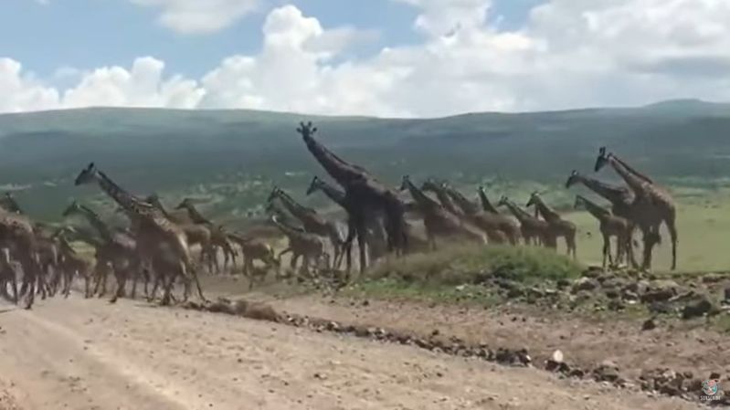 圧巻の光景！！キリンの群れが道路を横切る映像！