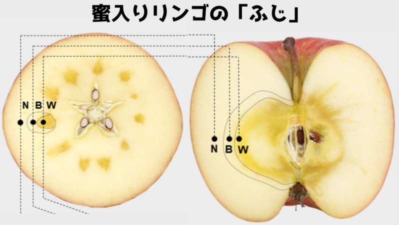 世界初「リンゴの蜜」ができる仕組みを細胞レベルで明らかに