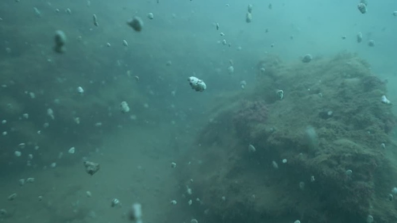 軽石の海を潜るとそこには暗闇と謎の生物が 〜沖縄本島北部の軽石状況レポート〜
