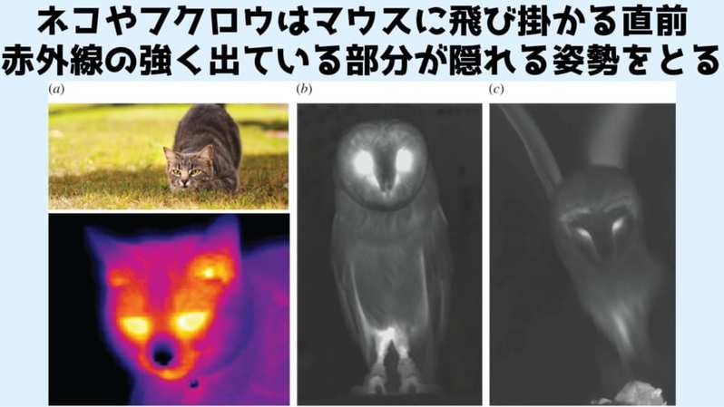 マウスには捕食者の熱を検知する「赤外線探知毛」があるかもしれない