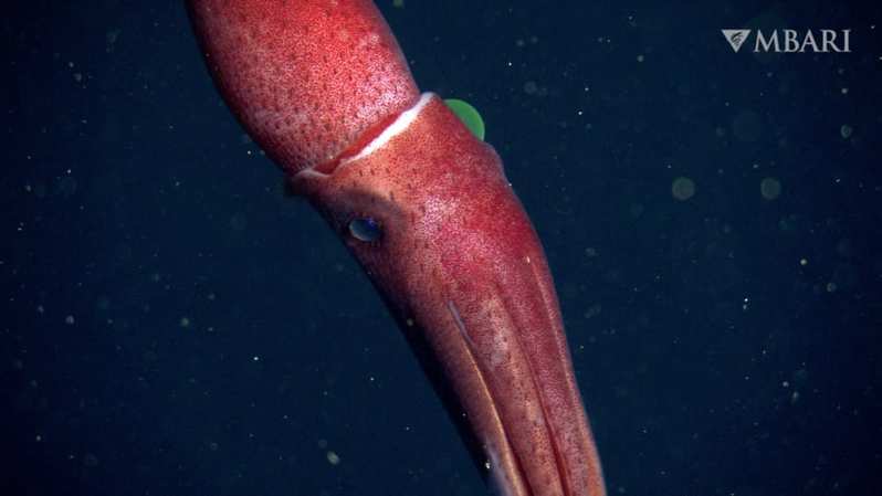 左右で目の大きさも色も違うオッドアイ深海生物「イチゴイカ」の高画質映像！