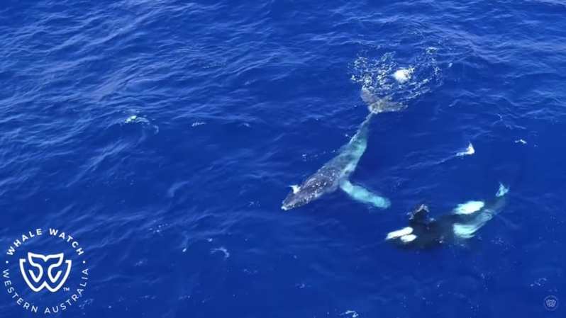 シャチがロープに絡んだクジラを助ける瞬間が目撃される