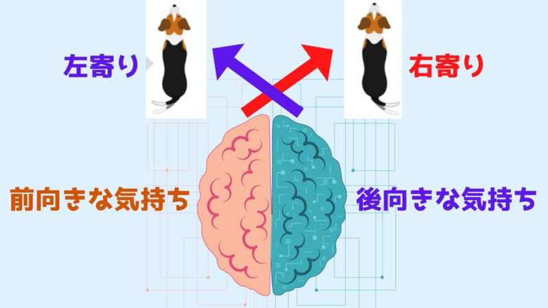 犬の気持ちはしっぽでわかる！　犬は好意的な相手には「右寄りにしっぽを振る」