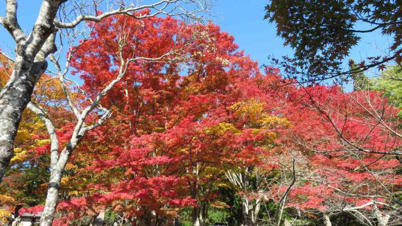 絶景を一望、福島県の紅葉スポット9選！眺めが最高でドライブにもオススメ！