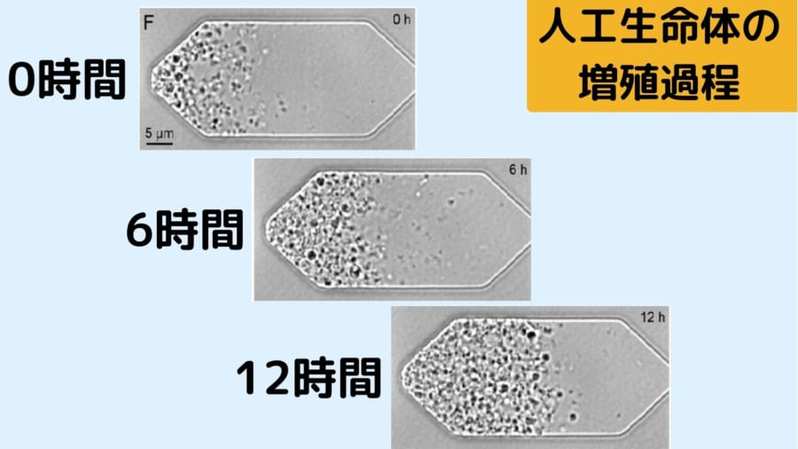 自発的に成長し分裂する「人工生命体」が開発される