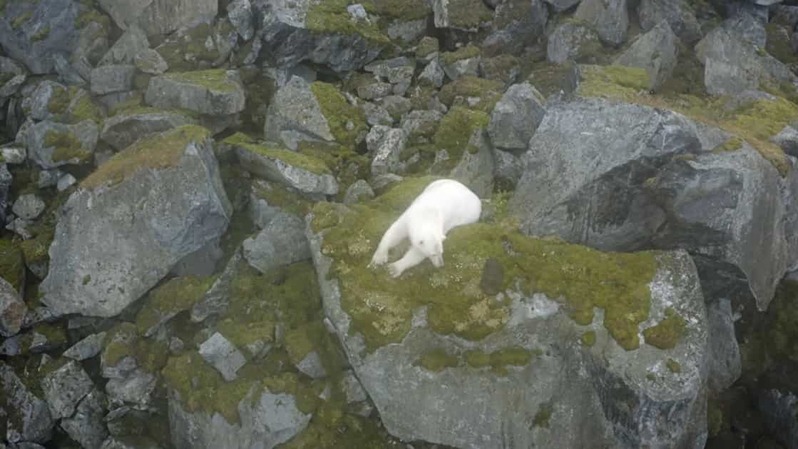 ホッキョクグマって雪や海がない場所でも生きていけるの？！ホッキョクグマが夏を過ごしていたのは、なんと辺り一面『灰色だらけの岩場』でした