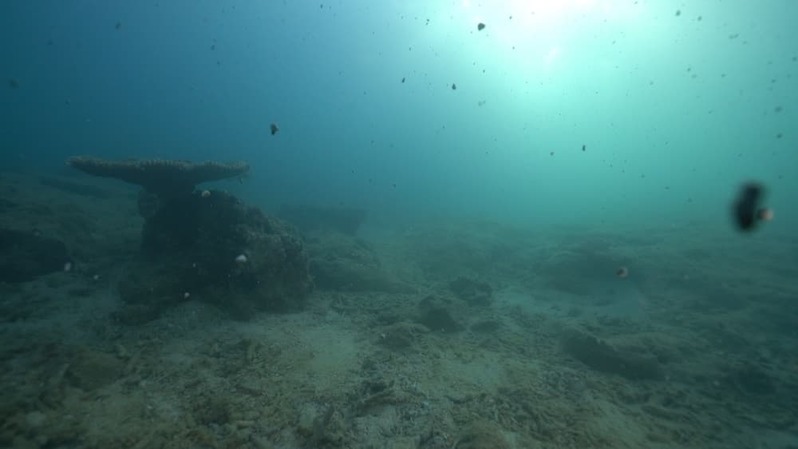 軽石の海を潜るとそこには暗闇と謎の生物が 〜沖縄本島北部の軽石状況レポート〜