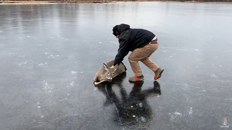 氷の上で立ち往生した鹿を救出せよ！勇敢な男性による鹿の救出が凄い！