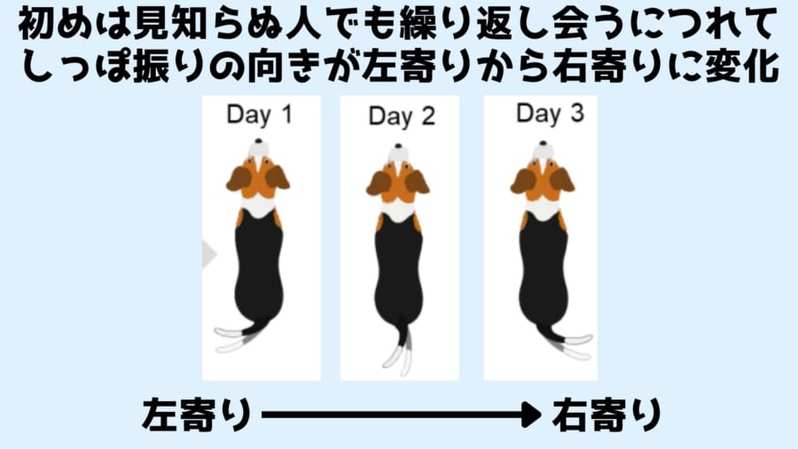 犬の気持ちはしっぽでわかる！　犬は好意的な相手には「右寄りにしっぽを振る」