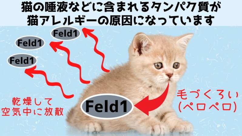遺伝操作で「猫アレルギーの人でも飼える猫」が誕生しつつある！