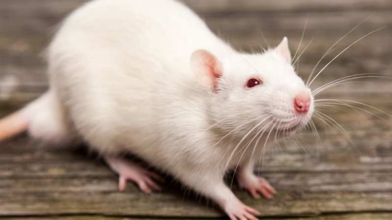 運動好きなマウスの血を輸血すると「脳機能がブーストされる」と明らかに